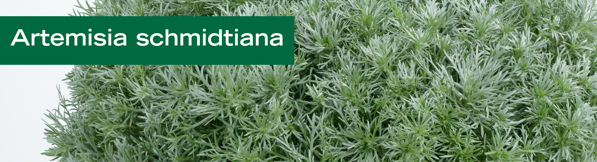 Artemisia a