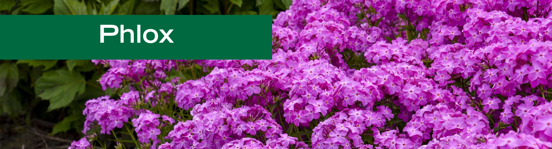 Phlox