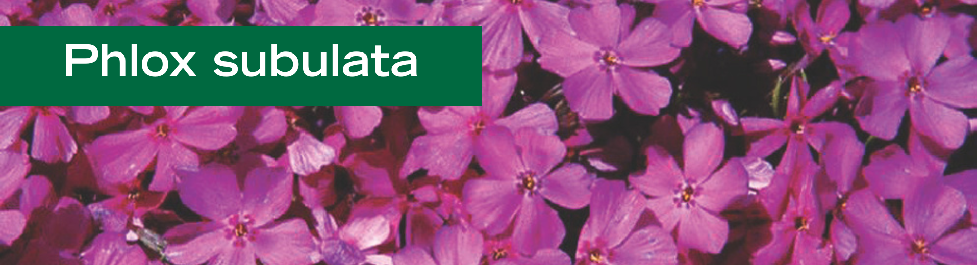 Phlox subulata