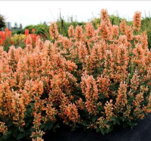 Agastache Peach Pearl