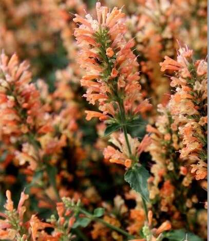Agastache Peach Pearl
