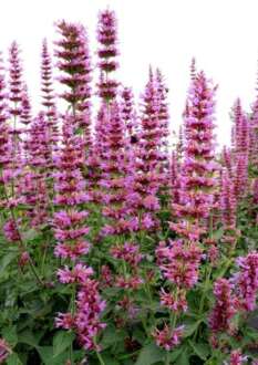 Agastache ‘Prince’s Plume’