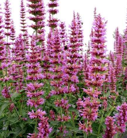 Agastache ‘Prince’s Plume’