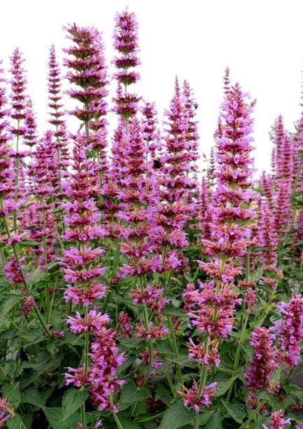 Agastache ‘Prince’s Plume’