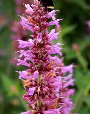 Agastache ‘Prince’s Plume’