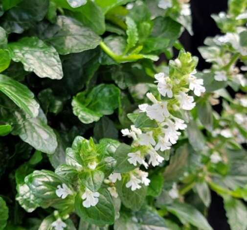 Ajuga NOVA® ‘White’