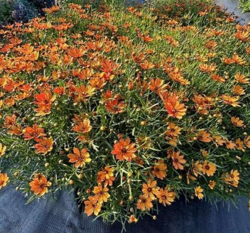 Coreopsis NOVA® ‘Amber