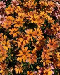Coreopsis NOVA® ‘Amber