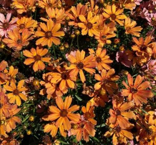 Coreopsis NOVA® ‘Amber