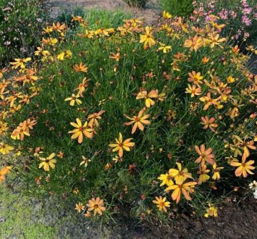 Coreopsis SUNNY DAYS™ ‘Rays’