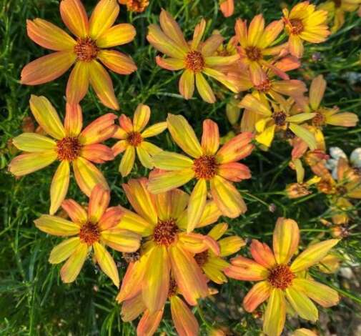 Coreopsis SUNNY DAYS™ ‘Rays’