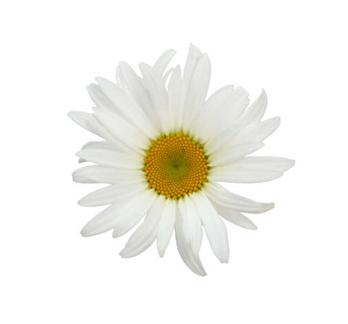 Leucanthemum Harmony