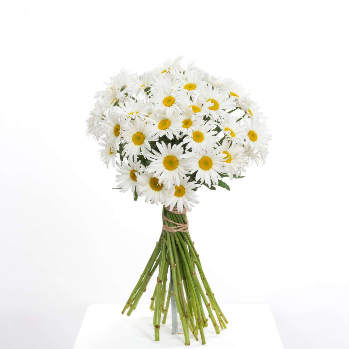 Leucanthemum Harmony