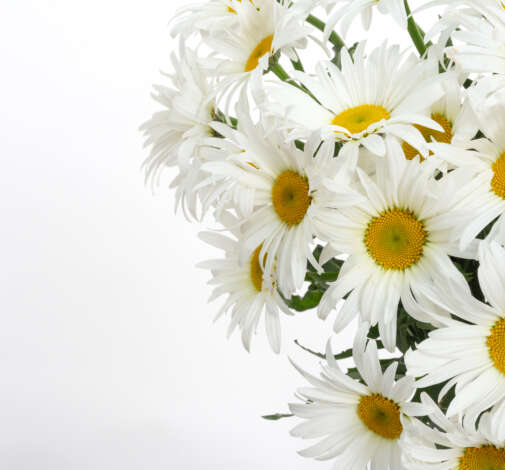 Leucanthemum Harmony