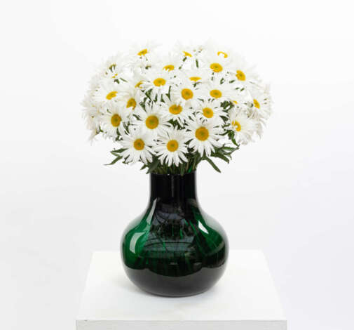 harmony Leucanthemum