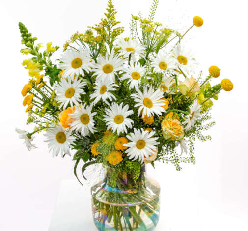 harmony Leucanthemum
