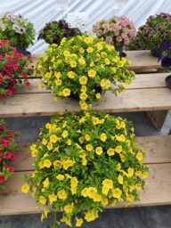 Lia™ Mega Yellow