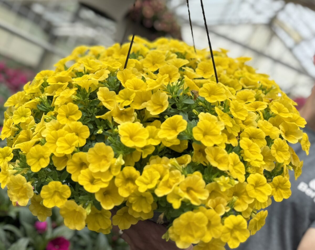Lia™ Mega Yellow