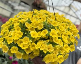 Lia™ Mega Yellow