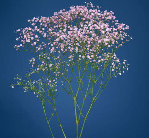 Pink Haze