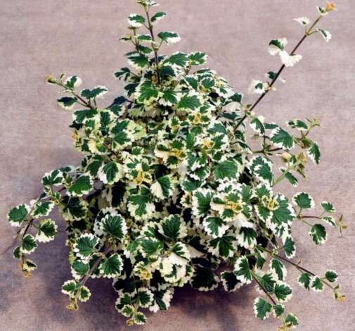 Plectranthus NOVA® Brilliant