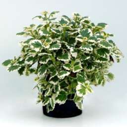 Plectranthus NOVA® Brilliant