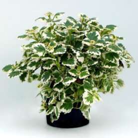 Plectranthus NOVA® Brilliant