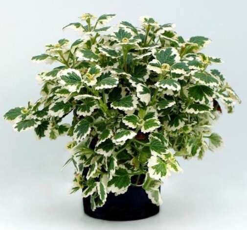 Plectranthus NOVA® Brilliant