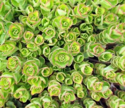 Sedum tetractinum ‘Coral Reef