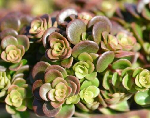 Sedum tetractinum ‘Coral Reef