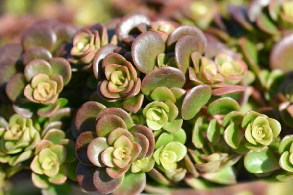 Sedum tetractinum ‘Coral Reef