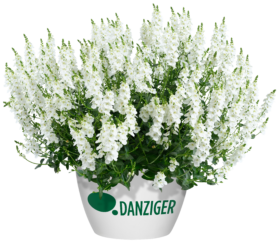 TRINITY™ white
