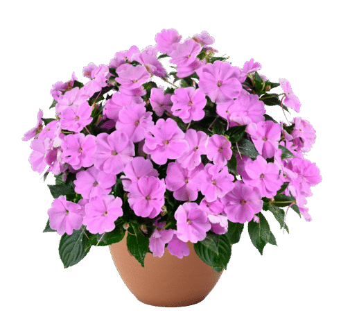 SOL LUNA PRIME™ Luxe Lavender