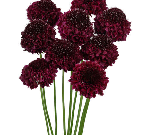 FOCAL SCOOP SUGARPLUM