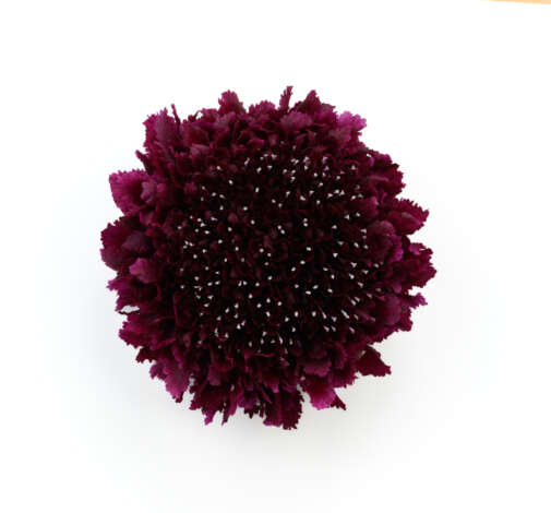 FOCAL SCOOP SUGARPLUM