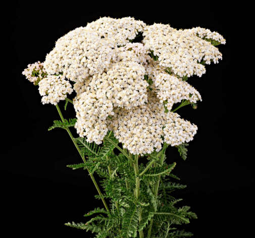 Achillea Magical Atlanta