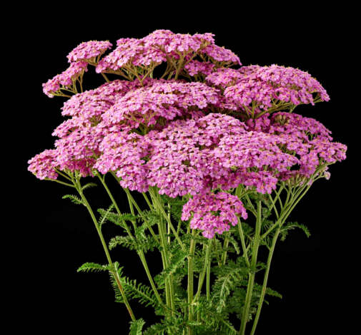 Achillea Magical Chicago