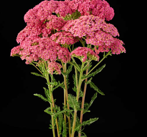 Achillea Magical Orlando