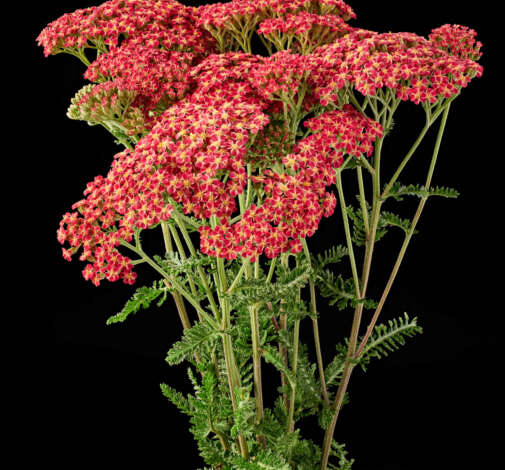 Achillea Magical Phoenix
