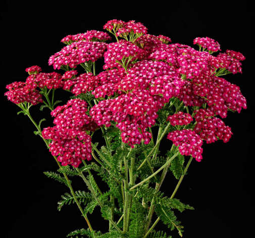 Achillea Magical Red Orleans