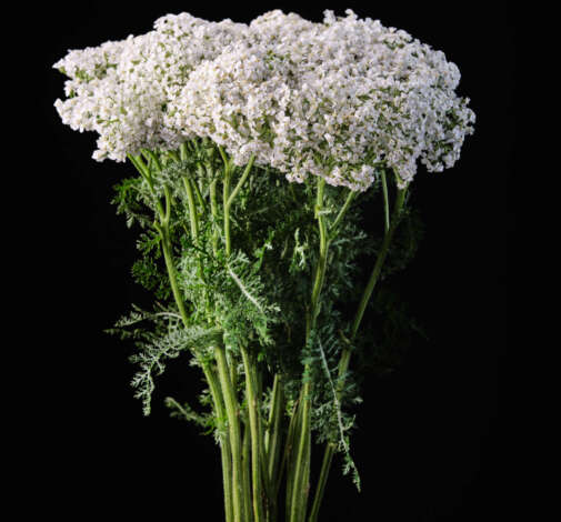 Achillea Magical White Francisco