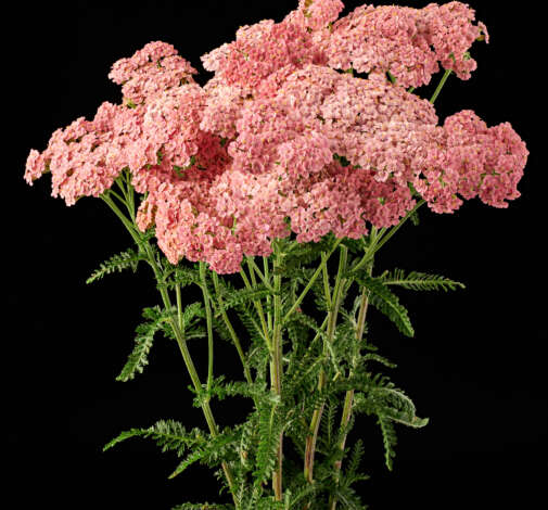 Achillea mMagical Angeles