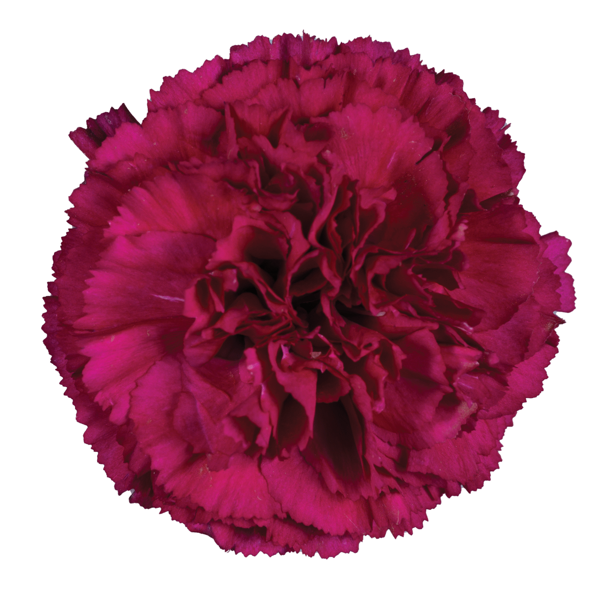 Afortunada_Catalog