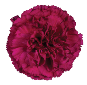 Afortunada_Catalog