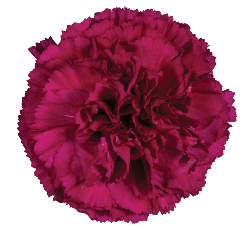 Afortunada_Catalog