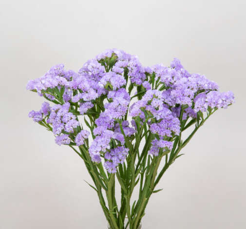 Atis Lavender Catalog(