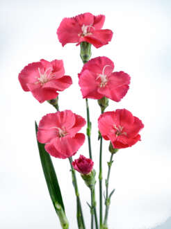 FRESH Rosada