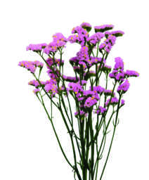 Sinuet Baby Honey Pink