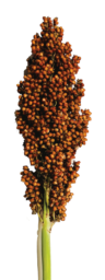 PRAIRIE PEARLS™ BRONZE