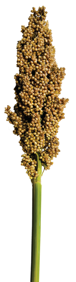 PRAIRIE PEARLS™ CREAM